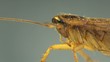 Cockroach in the kitchen macro
