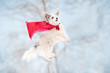 funny curly super dog flying