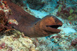Riesenmuräne (Gymnothorax javanicus)