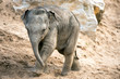 Baby Elephant