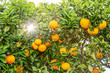 Foto: Orangenbaum Orangenbaum