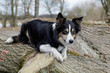 Bordercollie