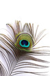 Peacock feather
