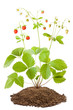 Foto: Bush of wild strawberries Bush of wild strawberries