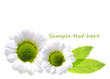 Daisy flowers isolated.
