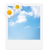 Wolke 7, Sofortbild, Sommertraum, Himmel, Margeriten