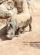 Photo: Rhinoceros Walking Rhinoceros Walking