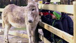 Little boy with mother caresses donkey, slow motion shot at 120f