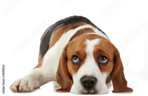 Photo: Beagle dog Beagle dog