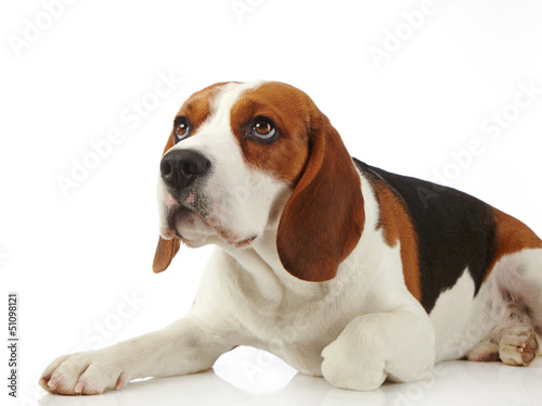 Photo: Beagle dog Beagle dog