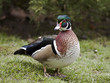 Aix sponsa - Canard carolin - Wood Duck