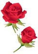 rosa e bocciolo
