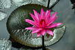 Pink water lily