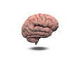 Human Brain