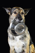 Mix breed hungry dog and the bowl, isolated on black