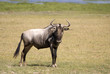 Gnu