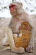 small monkey and his mother  taken in Jaipur, India