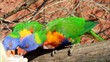 Allfarbloris Rainbow Lorys