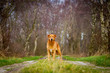 Imposanter Hund