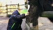 Little boy with mother caresses little pony, slow motion shot at