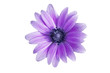 marguerite violette