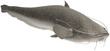 Illustration: Silure glane Silure glane