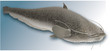 Illustration: Silure glane B Silure glane B