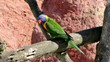 Allfarblori Rainbow Lory