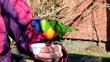 Allfarblori Rainbow Lory