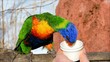 Allfarblori Rainbow Lory