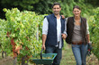 Foto: couple collecting grapes from vines couple collecting grapes from vines