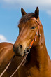 American Quarter Horse