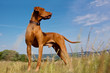 Magyar Vizsla