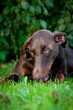 Dobermann braun, Hündin