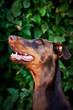 Dobermann braun, Hündin
