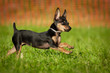 Prager Rattler Welpe