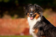 Australian Shepherd Hündin