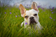 Französische Bulldogge Hündin