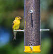 Feeding Goldfinch