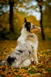 Shetland Sheepdog