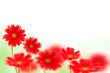 Gerberas, bokeh