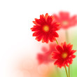 Gerberas, bokeh carré