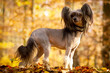 Chinese Crested Dog