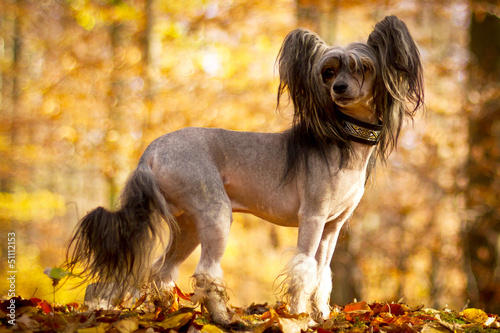 Photo: Chinese Crested Dog Chinese Crested Dog