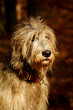 Irischer Wolfshund