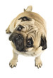 Close-up of Pug