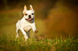 Französische Bulldogge Hündin