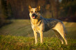 Australian Cattle Dog Hündin