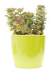 echeveria