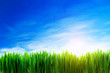 Photo: Perfect grass field nature background Perfect grass field nature background